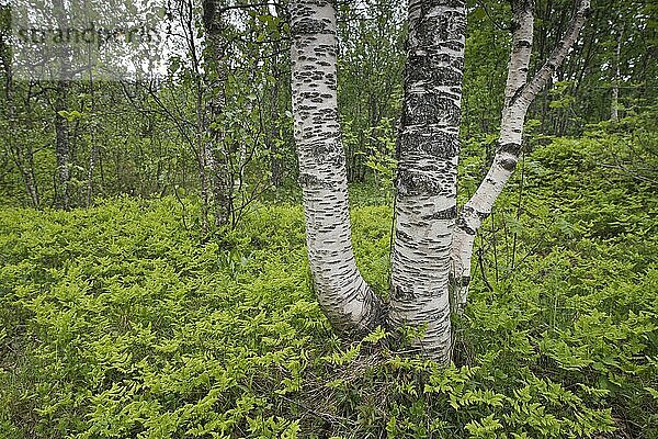 Birken (Betula pendula)  Kvaloya  Norwegen  Europa