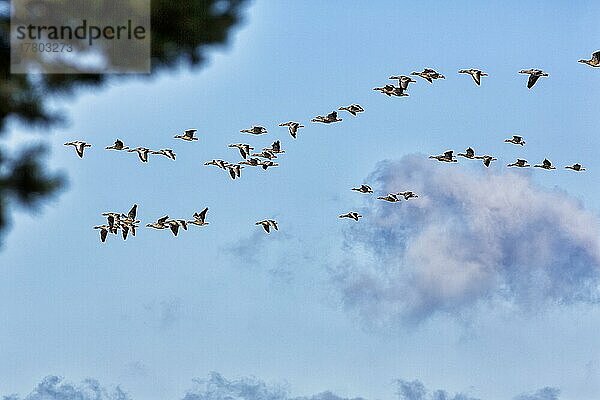 Eine Schar Graugänse (Anser anser) fliegt am leicht bewölkten Himmel  Vogelzug  Insel Gotland  Schweden  Europa