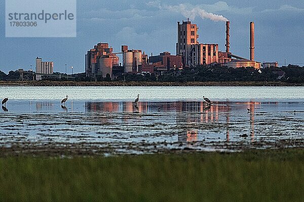 Zementwerk Cementa  Dampfsäule  Graukraniche (Grus grus) stehen am Ufer  Silhouetten im Abendlicht  Slite  Bucht Vägumeviken  Insel Gotland  Ostsee  Schweden  Europa