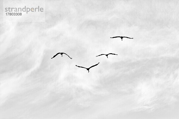 Vier fliegende Graukraniche (Grus grus)  Vogelzug  Silhouetten am leicht bewölkten Himmel  Textfreiraum  Schwarzweißaufnahme  Insel Gotland  Schweden  Europa
