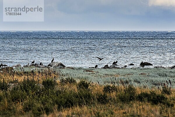 Kormorane (Phalacrocorax carbo) an der Küste  Furilden Naturschutzgebiet und Vogelschutzgebiet am Abend  Insel Furillen  bei Gotland  Schweden  Europa