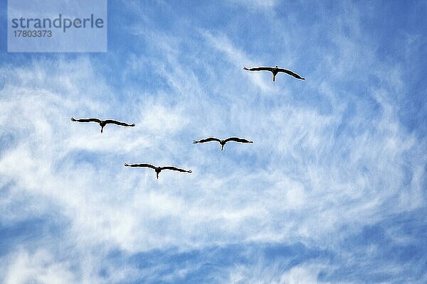 Vier fliegende Graukraniche (Grus grus)  Vogelzug  Silhouetten am leicht bewölkten Himmel  Textfreiraum  Insel Gotland  Schweden  Europa