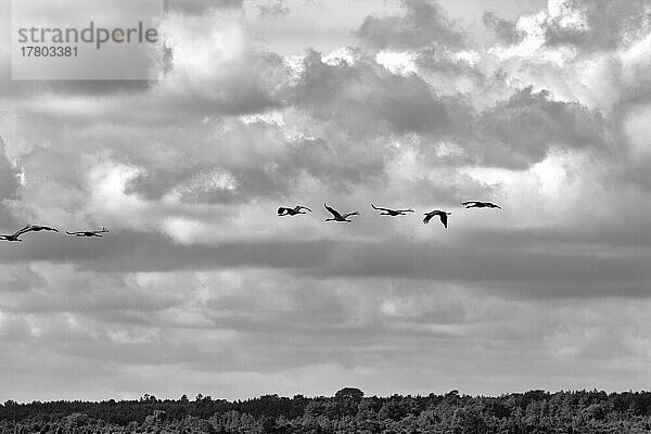 Kraniche fliegen hintereinander  Graukranich (Grus grus)  Vogelzug am bewölkten Himmel  tristes Wetter  Slite  bewaldete Bucht Vägumeviken  Insel Gotland  Ostsee  Schweden  Europa