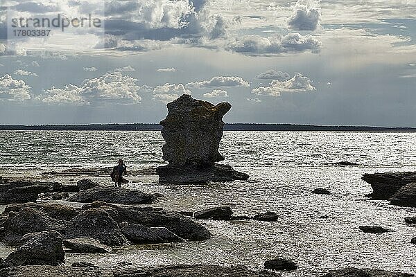 Tourist fotografiert Raukar im ehemaligen Hafenbecken Gamle Hamn oder Gamla hamn  Gegenlicht  Insel Fårö  Farö  Gotland  Ostsee  Schweden  Europa