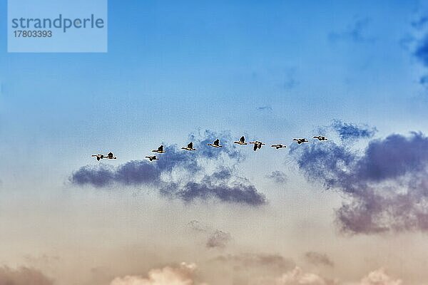 Eine Schar Graugänse (Anser anser) fliegt am Abendhimmel  Vogelzug  Insel Gotland  Schweden  Europa