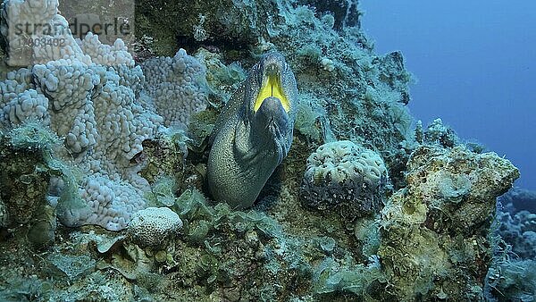 Nahaufnahme einer Muräne (Gymnothorax nudivomer) mit offenem Maul  die aus ihrem Versteck herausschaut. Gelbschnauzen-Muräne Rotes Meer  Ägypten  Afrika