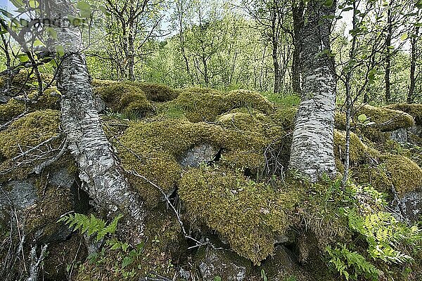 Birken (Betula pendula)  Kvaloya  Norwegen  Europa