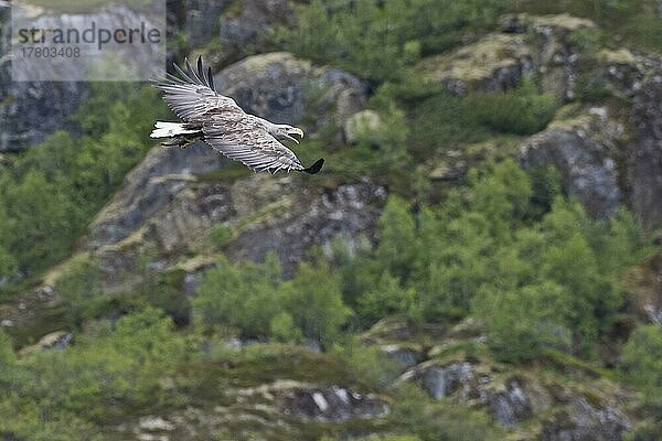 Seeadler (Haliaeetus albicilla)  Lofoten  Norwegen  Europa