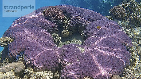 Schönes tropisches Korallenriff in Form eines Rings  Kleinpolypige Steinkoralle (Porites lutea) . Kamera fährt vorwärts. Unterwasserleben im Ozean. Rotes Meer  Ägypten  Afrika