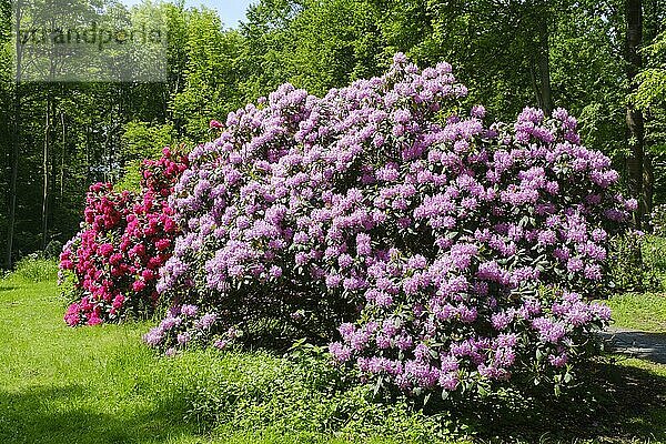 Blühender Rhododendronbusch  Bad Sassendorf  Soester Börde  Nordrhein-Westfalen  Deutschland  Europa