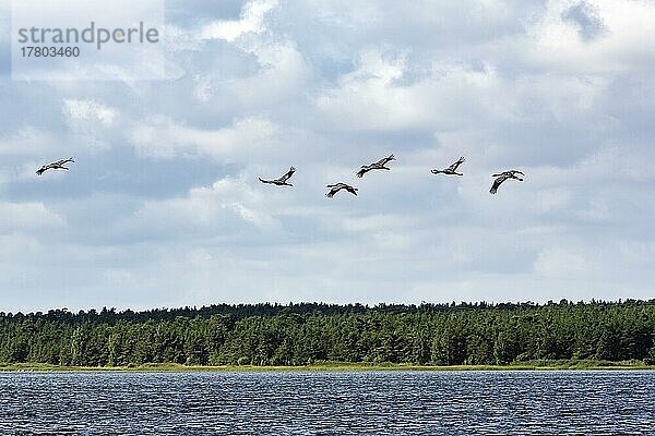 Kraniche fliegen hintereinander  Graukranich (Grus grus)  Vogelzug am bewölkten Himmel  Slite  bewaldete Bucht Vägumeviken  Insel Gotland  Ostsee  Schweden  Europa