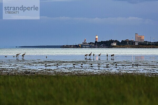 Graukraniche (Grus grus) stehen am Ufer  Silhouetten im Abendlicht  Wasserturm am Horizont  Slite  Bucht Vägumeviken  Insel Gotland  Ostsee  Schweden  Europa