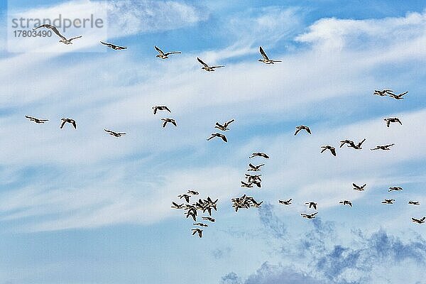 Eine Schar Graugänse (Anser anser) fliegt am leicht bewölkten Himmel  Vogelzug  Insel Gotland  Schweden  Europa