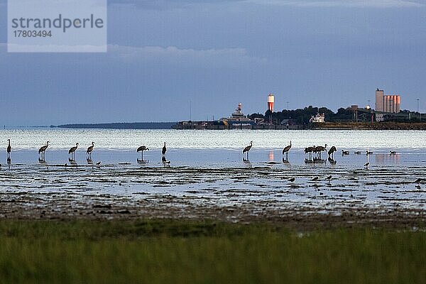 Graukraniche (Grus grus) stehen am Ufer  Silhouetten im Abendlicht  Wasserturm am Horizont  Slite  Bucht Vägumeviken  Insel Gotland  Ostsee  Schweden  Europa