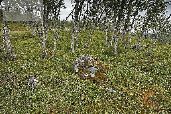 Birken (Betula pendula)  Kvaloya  Norwegen  Europa