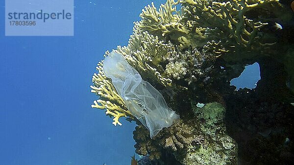 Plastikverschmutzung des Ozeans  eine weggeworfene Plastiktüte auf einem tropischen Korallenriff  auf dem blauen Wasserhintergrund schwimmt ein Schwarm tropischer Fische. Unterwasseraufnahme. Rotes Meer  Ägypten  Afrika