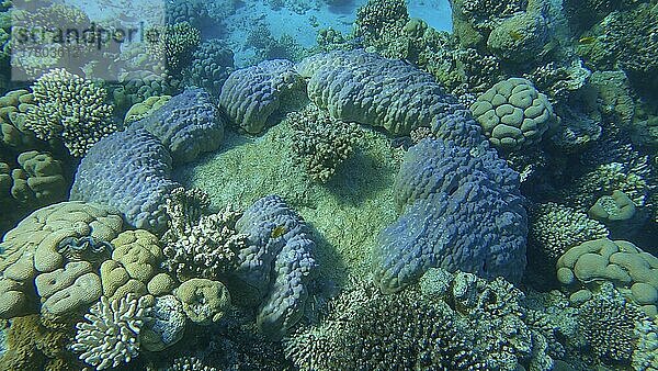 Schönes tropisches Korallenriff in Form eines Rings  Kleinpolypige Steinkoralle (Porites lutea) . Kamera fährt vorwärts. Unterwasserleben im Ozean. Rotes Meer  Ägypten  Afrika