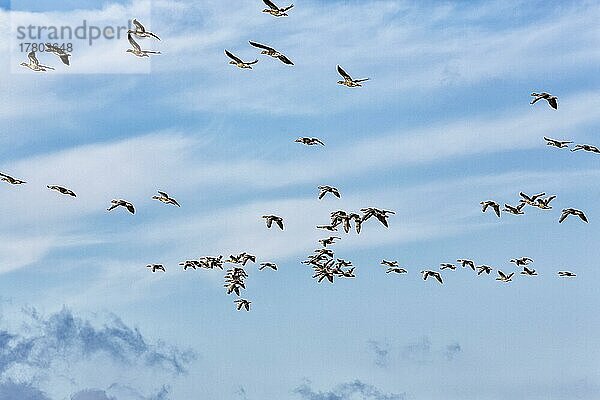 Eine Schar Graugänse (Anser anser) fliegt am leicht bewölkten Himmel  Vogelzug  Insel Gotland  Schweden  Europa