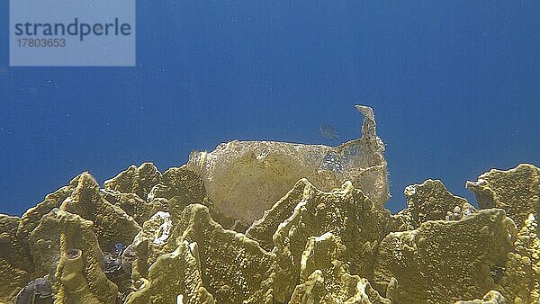Eine alte Plastikflasche liegt auf einem wunderschönen Korallenriff. Plastikverschmutzung des Ozeans. Rotes Meer  Ägypten  Afrika