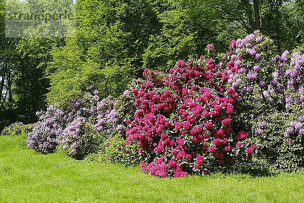 Blühender Rhododendronbusch  Bad Sassendorf  Soester Börde  Nordrhein-Westfalen  Deutschland  Europa