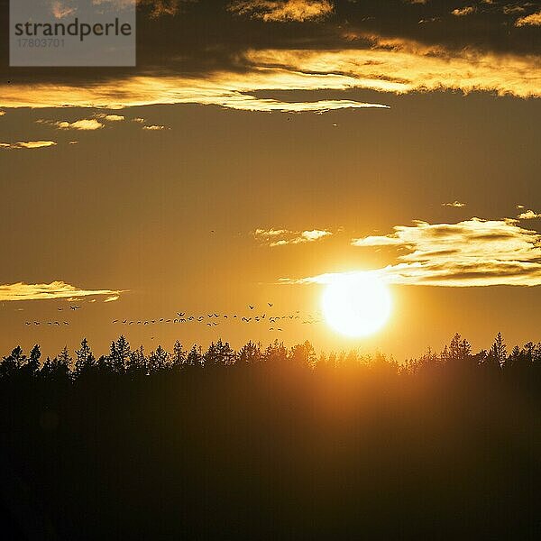 Sonnenuntergang über Bäumen  Schar Graugänse (Anser anser) fliegt am Abendhimmel  Vogelzug  Gegenlicht  Vägumeviken  Insel Gotland  Schweden  Europa
