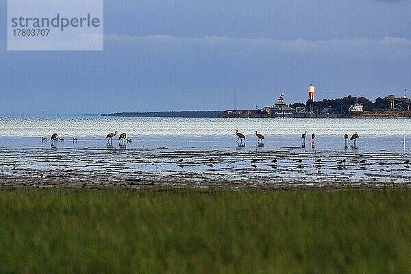 Graukraniche (Grus grus) stehen am Ufer  Silhouetten im Abendlicht  Wasserturm am Horizont  Slite  Bucht Vägumeviken  Insel Gotland  Ostsee  Schweden  Europa