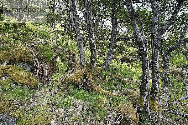 Birken (Betula pendula)  Kvaloya  Norwegen  Europa