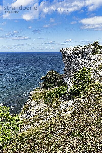 Kliffküste Högklint im Sommer  Riffkalkstein  Visby  Westküste  Insel Gotland  Schweden  Europa