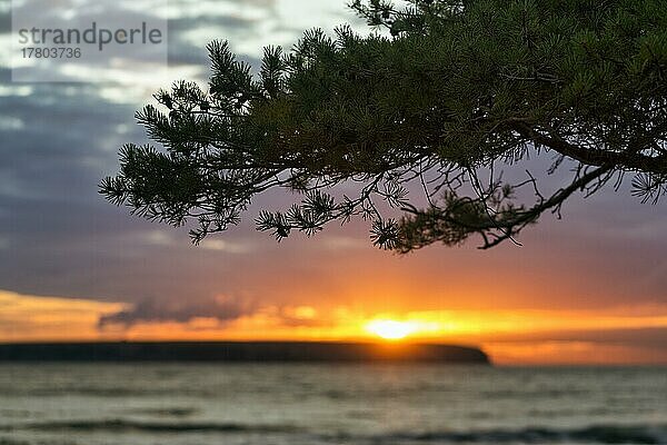 Silhouette der Insel Lilla Karlsö  Sonnenuntergang unter einer Kiefer (Pinus sylvestris)  Djupvik  Westküste  Insel Gotland  Ostsee  Schweden  Europa