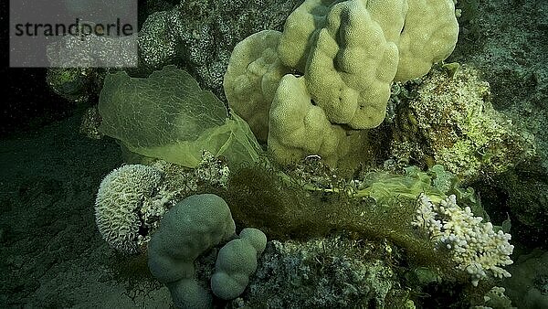 Ein großes Stück einer gelben Plastiktüte liegt auf einem Korallenriff. Plastikverschmutzung des Ozeans. Rotes Meer  Ägypten  Afrika