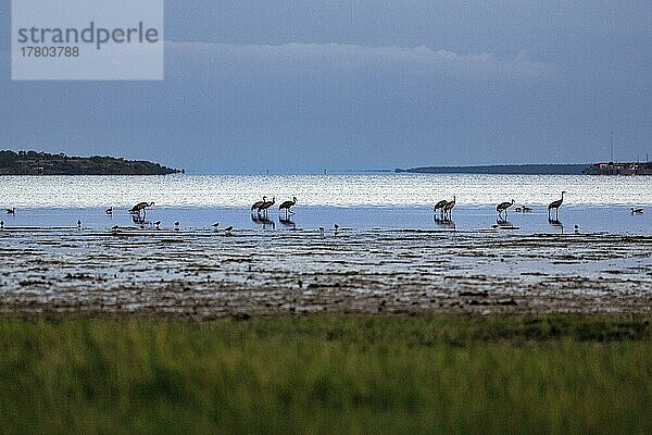 Graukraniche (Grus grus) stehen am Ufer  Silhouetten im Abendlicht  Bucht Vägumeviken  Insel Gotland  Ostsee  Schweden  Europa