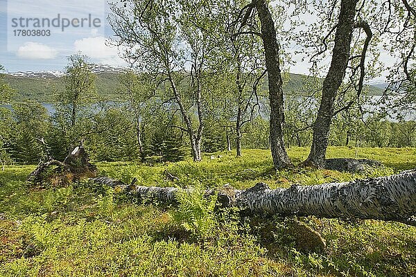 Birken (Betula pendula)  Kvaloya  Norwegen  Europa