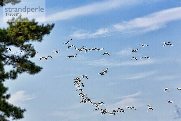 Eine Schar Graugänse (Anser anser) fliegt am leicht bewölkten Himmel  Vogelzug  Insel Gotland  Schweden  Europa