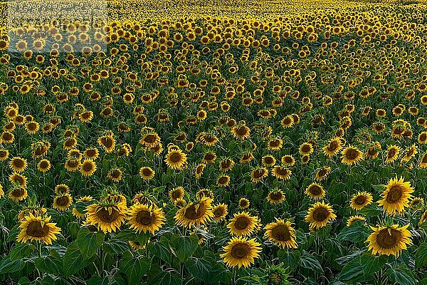 Ein Hintergrund mit Sonnenblumen in einer sommerlichen Abendstimmung. Elsass  Frankreich  Europa