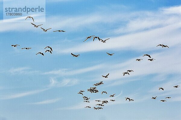 Eine Schar Graugänse (Anser anser) fliegt am leicht bewölkten Himmel  Vogelzug  Insel Gotland  Schweden  Europa