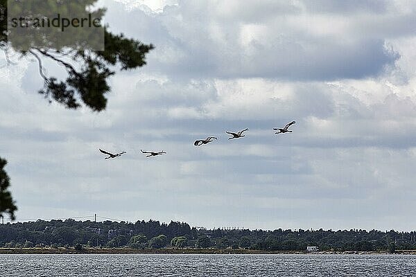 Kraniche fliegen hintereinander  Graukranich (Grus grus)  Vogelzug am bewölkten Himmel  Slite  bewaldete Bucht Vägumeviken  Insel Gotland  Ostsee  Schweden  Europa