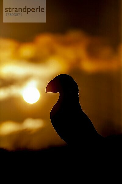 Papageientaucher (Fratercula arctica)  Silhouette eines ausgewachsenen Vogels bei Sonnenuntergang  Insel Skomer  Pembrokeshire  Wales  Großbritannien  Europa