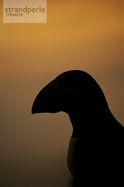 Papageientaucher (Fratercula arctica)  ausgewachsener Vogel  Silhouette  Kopfporträt bei Sonnenuntergang  Insel Skomer  Pembrokeshire  Wales  Großbritannien  Europa