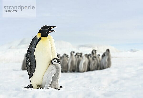 Zwei Pinguine und ihr Baby  Pinguinfamilie in der Antarktis  isolierter Königspinguin  Pinguine umarmen ihr Baby Peter I Island  Antarktis  Antarktika