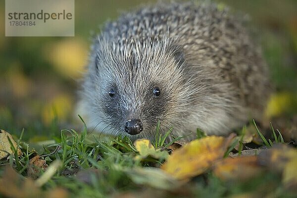 Europäischer Igel (Erinaceus europaeus) erwachsenes Tierporträt  Suffolk  England  Großbritannien  Europa