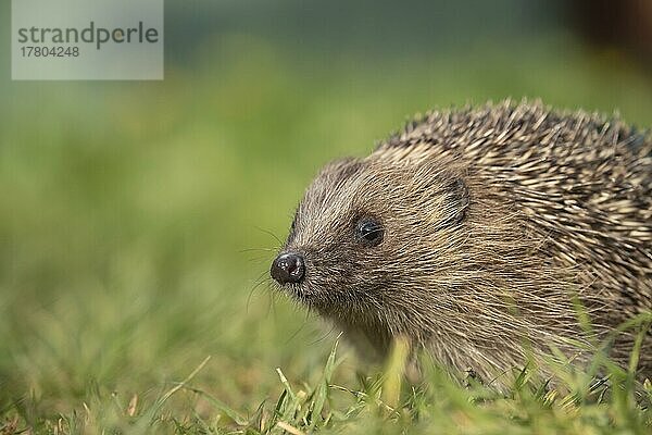 Europäischer Igel (Erinaceus europaeus) erwachsenes Tierporträt  Suffolk  England  Großbritannien  Europa