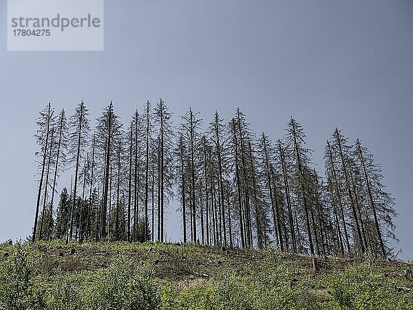 Abgestorbene  tote Fichten (Picea)  Baumsterben bei Goslar  Harz  Niedersachsen  Deutschland  Europa