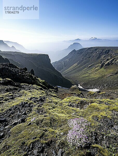Blühendes Moos  Ausblick auf Schlucht und Berggipfel zwischen mit Nebel bedecktem Tal  Wanderweg Fimmvörðuháls  Heljarkambur  Þórsmörk Nature Reserve  Suðurland  Island  Europa