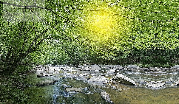 Ein im Wald versteckter Fluss an einem sonnigen Tag  ein schöner Bach  umgeben von Bäumen und Vegetation Isar  Deutschland  Europa
