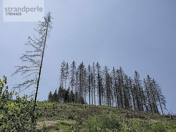 Abgestorbene  tote Fichten (Picea)  Baumsterben bei Goslar  Harz  Niedersachsen  Deutschland  Europa
