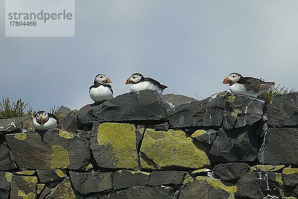 Papageientaucher (Fratercula arctica)  vier ausgewachsene Vögel auf einer Steinmauer sitzend  Farne-Inseln  Northumberland  England  Großbritannien  Europa