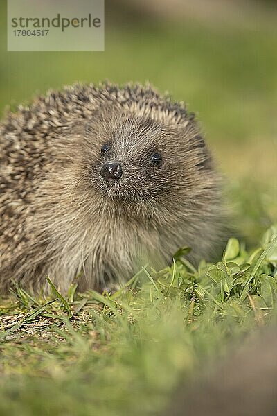 Europäischer Igel (Erinaceus europaeus) erwachsenes Tierporträt  Suffolk  England  Großbritannien  Europa