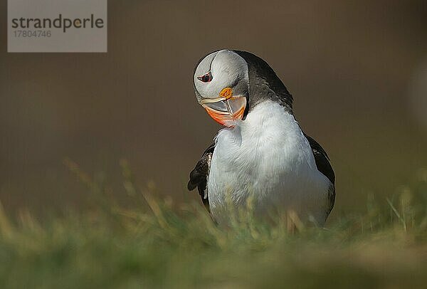 Papageientaucher (Fratercula arctica)  Altvogel auf Gras  Farne-Inseln  Northumberland  England  Großbritannien  Europa