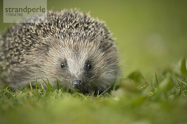 Europäischer Igel (Erinaceus europaeus) erwachsenes Tierporträt  Suffolk  England  Großbritannien  Europa