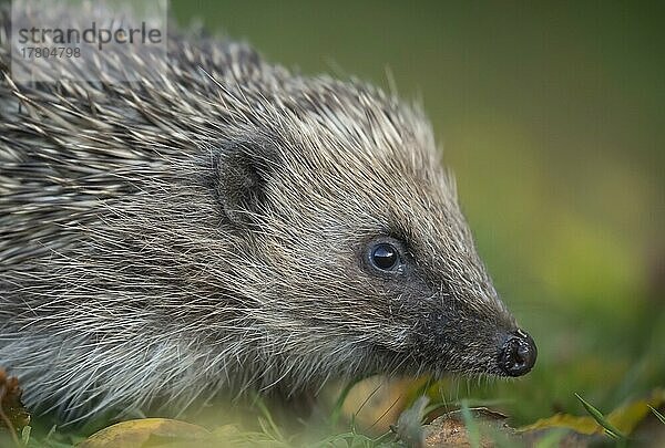 Europäischer Igel (Erinaceus europaeus) erwachsenes Tierporträt  Suffolk  England  Großbritannien  Europa